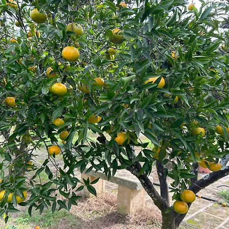 Tenuta Lu Beddhru Πανσιόν 3*