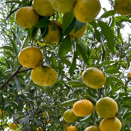 Πανσιόν Tenuta Lu Beddhru 3*